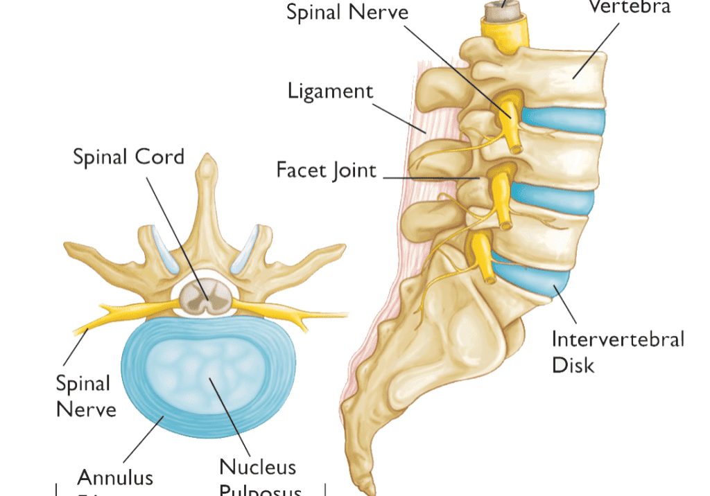 spine transverse and lateral