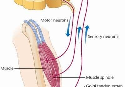 Proprioceptors